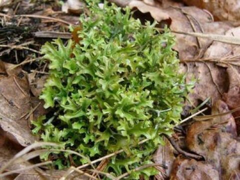 Cetraria που προκαλείται από παράσιτα στο σώμα