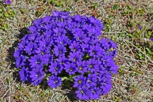 Πυρετός ρίζα των παρασίτων στο σώμα