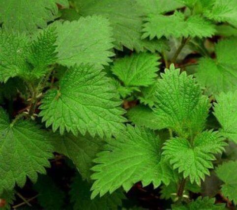 Τσουκνίδα κατά των παρασίτων στον ανθρώπινο οργανισμό