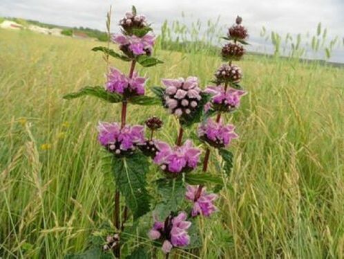 Φυτό σιδηρομεταλλεύματος από παράσιτα στο σώμα