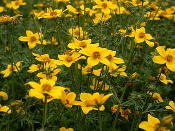 μια σειρά από παράσιτα στο σώμα