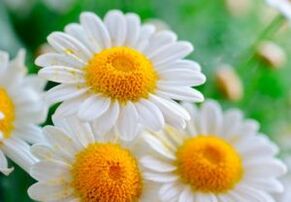Θεραπεία από άνθη χαμομηλιού - μια θεραπεία για να απαλλαγείτε από σκουλήκια