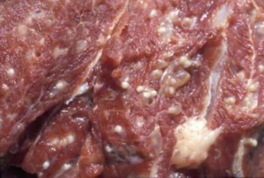 Κρέας μολυσμένο με τριχινέλλα - επικίνδυνα παράσιτα